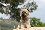 CAIRN TERRIER 548